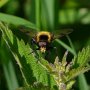 hover fly (volucella bombylans)